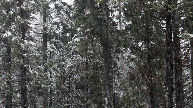 Tight Shot Of Snow Falling In Front Of Evergreen Trees
