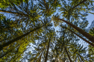Nadelwald von unten fotografiert