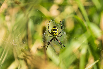 Tiegerspinne im Netz