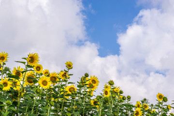 Sonnenblume mit blauem Himmel und Wolken