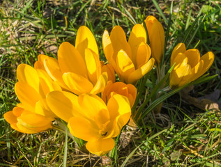 abstrakt sonniger schöner Frühlings Hintergrund Krokusse