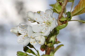 Apfelblüte mit grüner Kürbisspinne