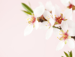 Obraz na płótnie Canvas Almond tree blossom