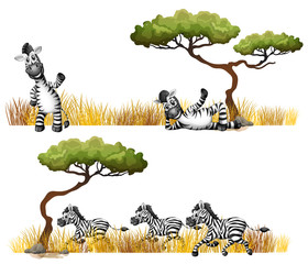 Zebras resting in the field © GraphicsRF