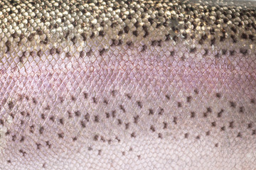 Rainbow trout skin detail