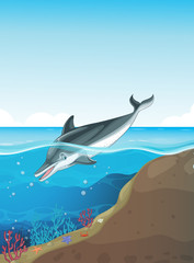 Dolphin swimming under the sea