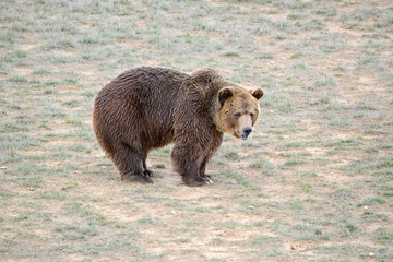 Obraz na płótnie Canvas Grizzly Bear, while on the California state flag, has been extirpated from the state and lives only in select areas in the United States including limited areas in the rocky mountains and Alaska