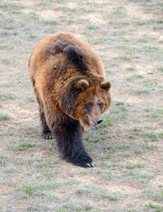 Obraz na płótnie Canvas Grizzly Bear, while on the California state flag, has been extirpated from the state and lives only in select areas in the United States including limited areas in the rocky mountains and Alaska