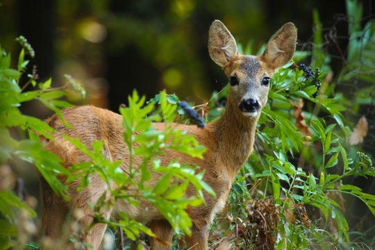 Fototapeta Roe in bush