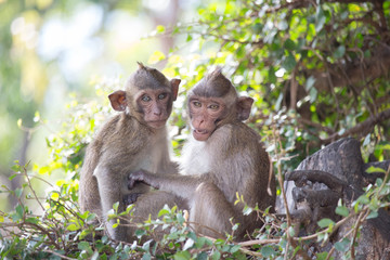 可愛いサル
