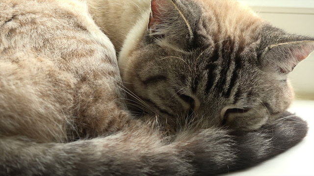 Cat curled up asleep on window sill