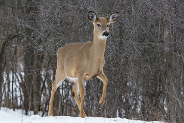 white tailed deer in winter