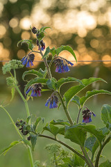 Common comfrey, Symphytum officinale reflections in the background