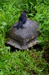 Fototapeta premium Vogel sitzt auf Panzer einer Riesenschildkröte