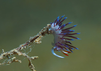 cratena peregrina