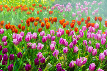 Obraz na płótnie Canvas tulip garden in nature