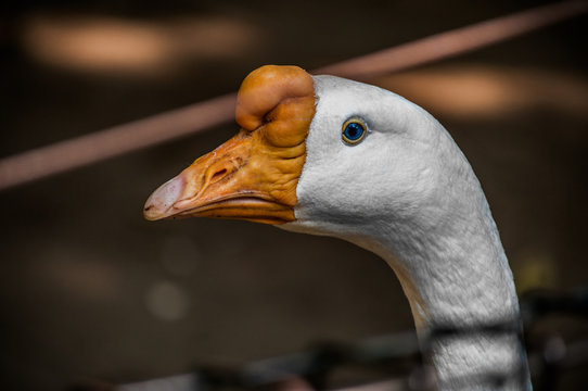 Blue eyed goose