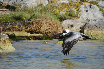 Pelican in flight.