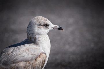 Close up of young herring gull