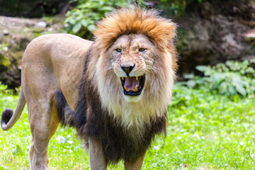 Fototapeta na wymiar standing lion roars / Löwe brüllt