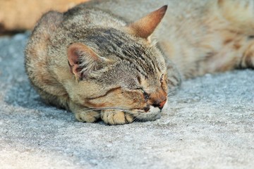 Tiger striped tabby cat relaxing outside sleeping