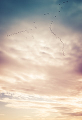 Flocks of geese are seen flying under beautiful purple, violet and blue skies at sunset at Wallkill National Wildlife Refuge in early spring, portrait