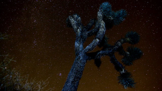 Joshua Tree star time-lapse