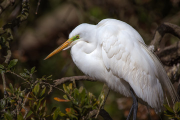 Great Egret in breeding colors