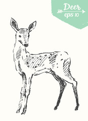 Sketch deer vintage illustration hand drawn vector