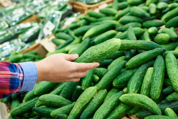 Buyer selects cucumber in store