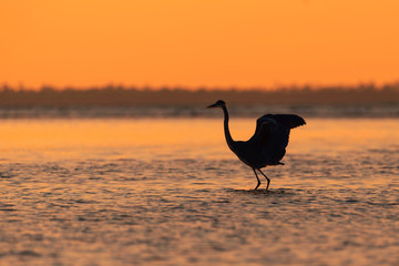 Blue Heron silhouetted against sunset on gulf