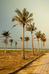 Palms against blue sky on a beach