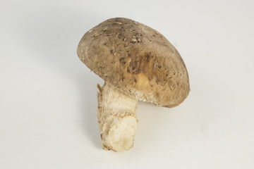 Fresh Mushrooms (center focus) isolated on white background