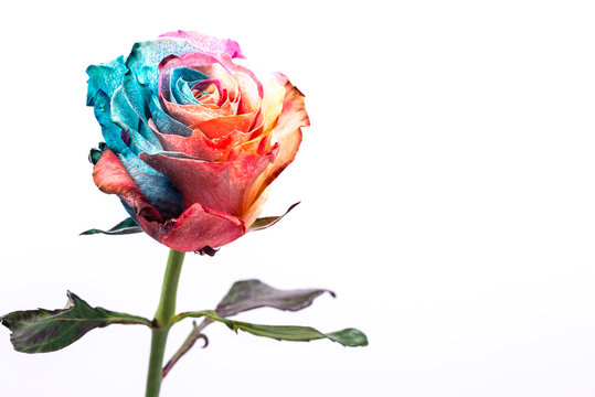 Fototapeta Rainbow Rose, close-up, macro.  