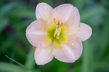 Daylily in Bloom with Droplets. Santa Clara County, California, USA.
