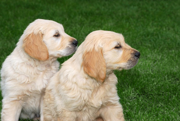 Two Golder Retriever Puppies