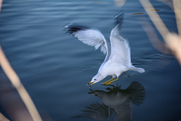 Mirror Mirror in the water