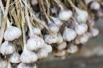 Fresh garlic