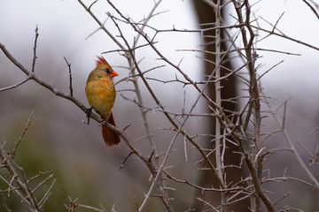 Young Female Cardinal