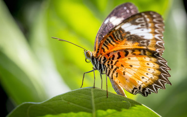 Butterfly on a green leaf