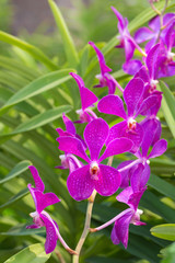 orchids purple Is considered the queen of flowers in Thailand