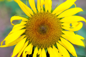 Obraz premium sunflower pollen