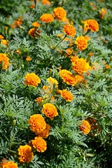 Obraz na płótnie Canvas marigold flower in garden