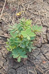 young green ringworm Bush plants on the ground
