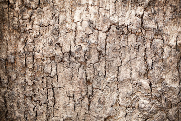 tree texture