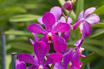 orchids purple Is considered the queen of flowers in Thailand