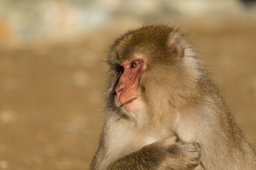 Lovely monkey