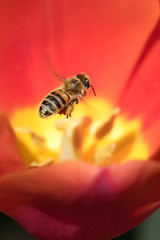 Honeybee with pollen basket flying over red tulip flower