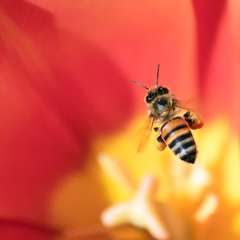 Honeybee with pollen basket flying over red tulip flower