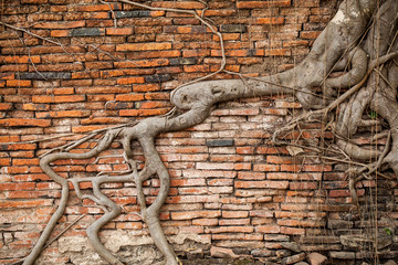 Root covered brick wall